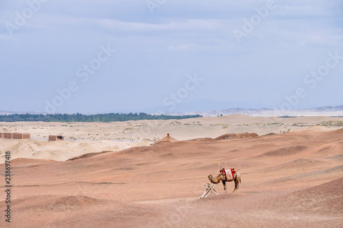 Camel in the barren gobi desert, at the historical site of Yang Pass, in Yangguan, Gansu, China