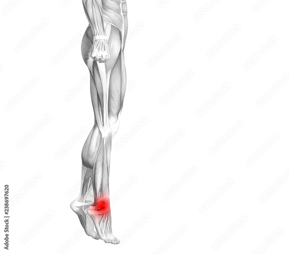 Conceptual ankle human anatomy with red hot spot inflammation or articular joint pain for leg health care therapy or sport muscle concepts. 3D illustration man arthritis or bone osteoporosis disease Conceptual ankle human anatomy with red hot spot inflammation or articular joint pain for leg health care therapy or sport muscle concepts. 3D illustration man arthritis or bone osteoporosis disease