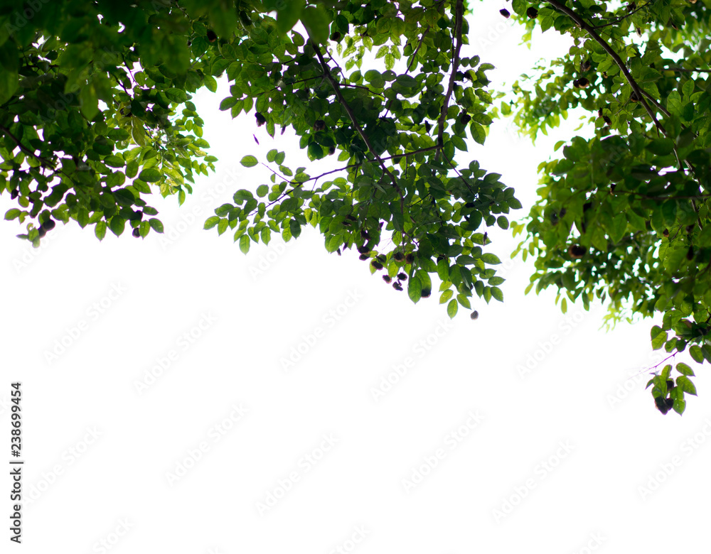 Blurred Green leaves with copy space for background Blurred Green leaves with copy space for background