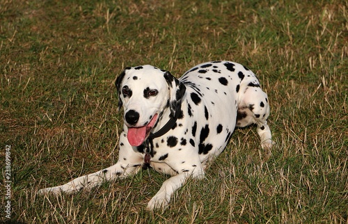 funny dalmatian dog is lying in the garden