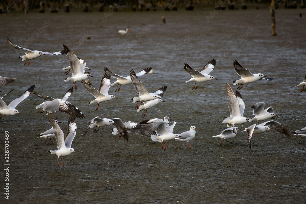 Seagulls at bangpu recreation center samut prakan thailand Seagulls at bangpu recreation center samut prakan thailand