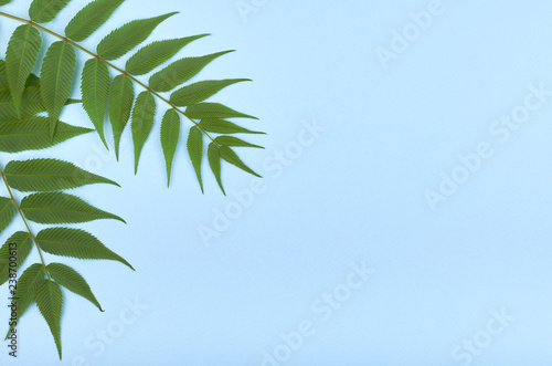 Leaves composition. Nature concept background. Flat lay and top view photo