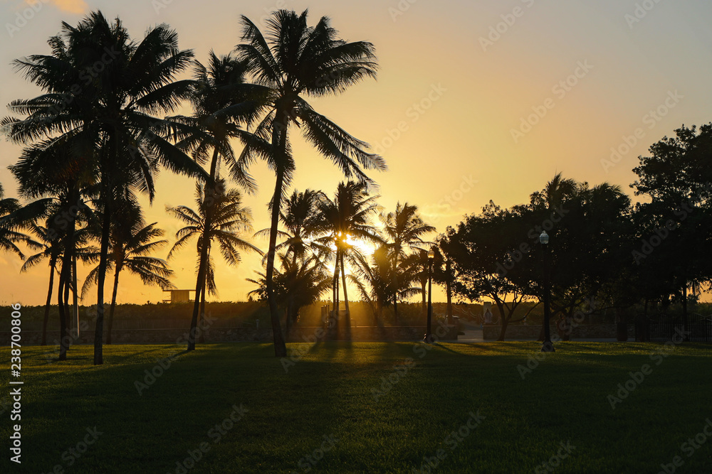 The first sunrays of the morning between the palm trees of Miami Beach The first sunrays of the morning between the palm trees of Miami Beach