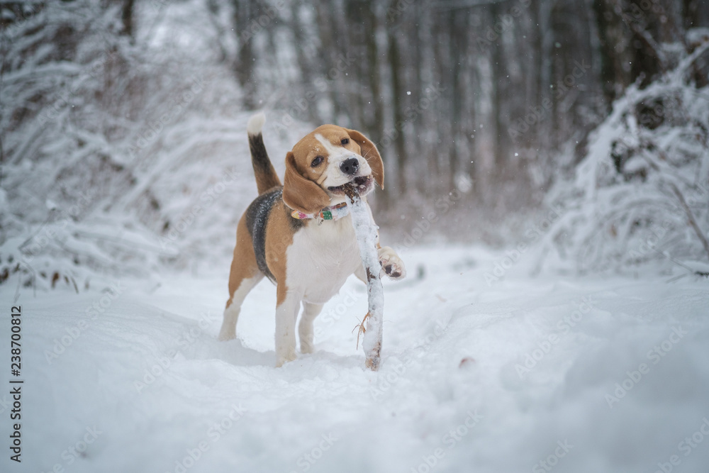 Beagle dog runs and plays in a fabulous snow-covered Park