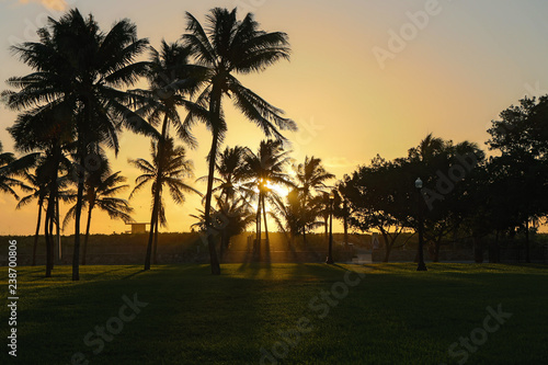 The first sunrays of the morning between the palm trees of Miami Beach © Mathias