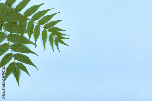 Leaves composition. Nature concept background. Flat lay and top view photo
