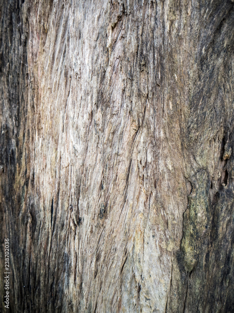 Obraz premium Stare, kruche drzewo