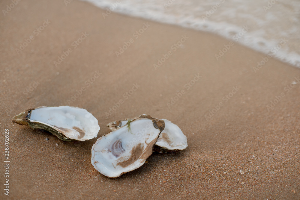 Oyster shells on the surf line with sand on the sea beach, as a concept of summer holidays, sea resort, spa. Oyster shells on the surf line with sand on the sea beach, as a concept of summer holidays, sea resort, spa.
