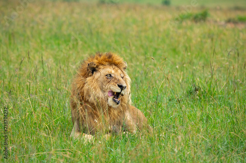 Fototapeta Naklejka Na Ścianę i Meble -  Famous one-eyed lion Ben from Maasai-Mara 