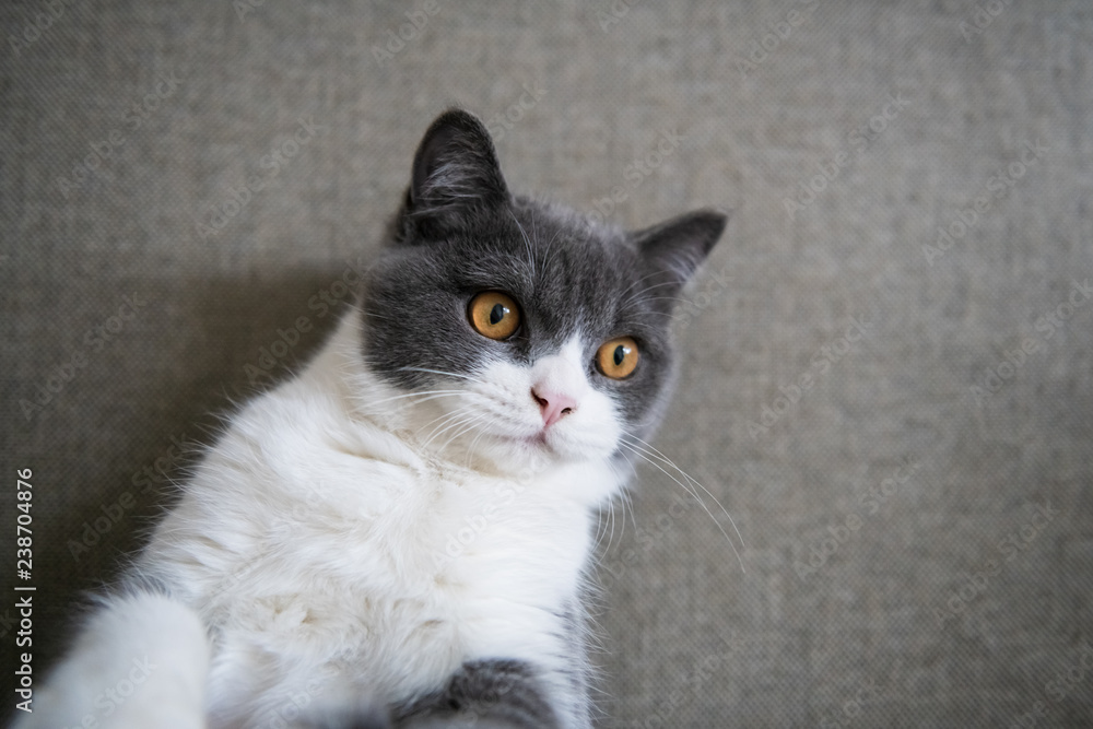 Cute British short-haired cat, indoor shooting