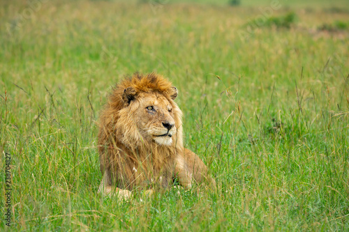 Fototapeta Naklejka Na Ścianę i Meble -  Famous one-eyed lion Ben from Maasai-Mara 