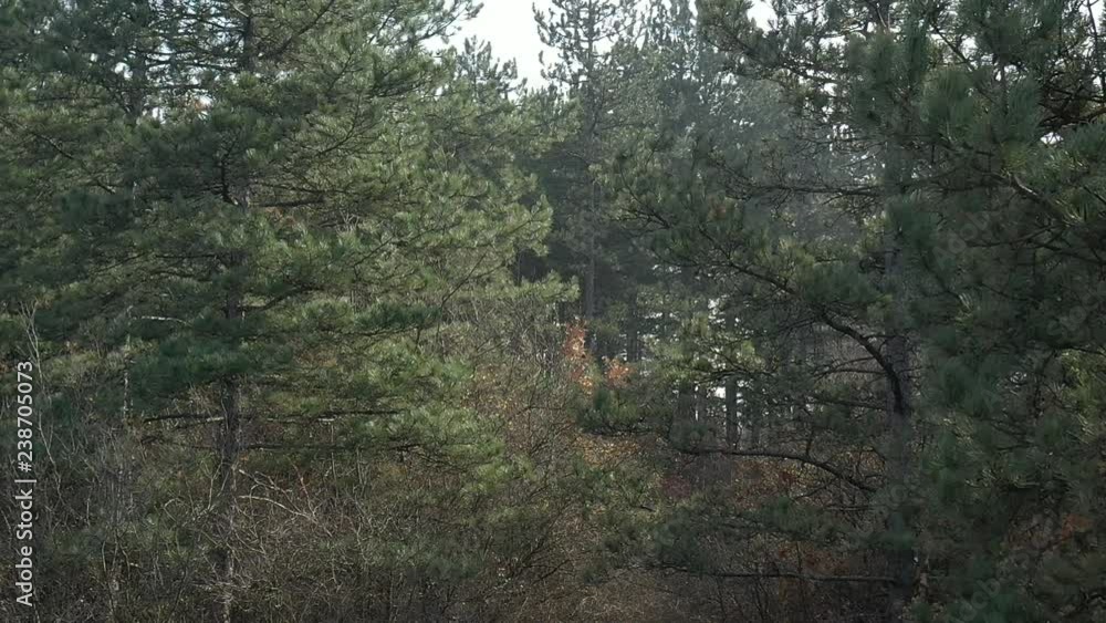 Slow motion flight nearby evergreen tree forest drone footage Slow motion flight nearby evergreen tree forest drone footage