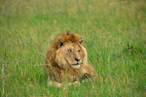 Fototapeta Naklejka Na Ścianę i Meble -  Famous one-eyed lion Ben from Maasai-Mara 