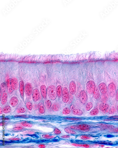 Tela Ciliated pseudostratified columnar epithelium