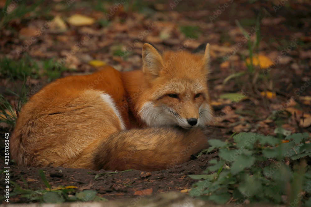Rotfuchs (Vulpes vulpes) ruht im Wald Rotfuchs (Vulpes vulpes) ruht im Wald