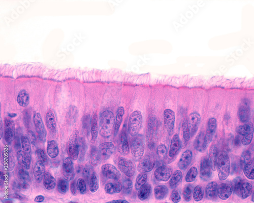 Ciliated pseudostratified columnar epithelium photo