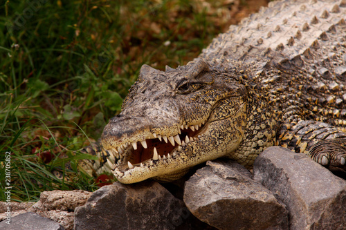 Krokodile (Crocodylia) mit geöffnetem Maul
