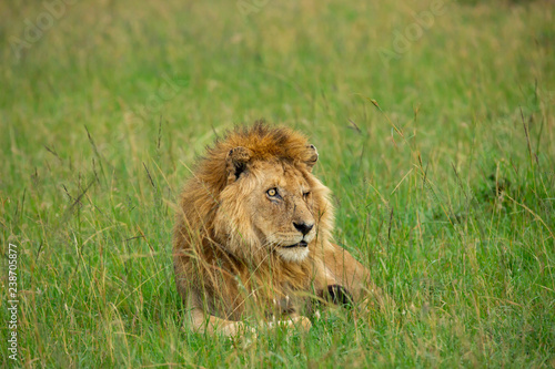 Fototapeta Naklejka Na Ścianę i Meble -  Famous one-eyed lion Ben from Maasai-Mara 
