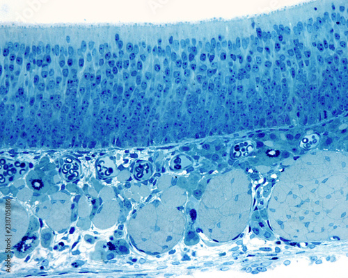 Photography Olfactory mucosa. Semithin section