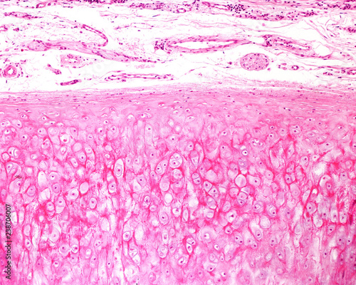 Tableau sur toile Elastic cartilage