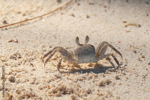 crab in sand of seychelles