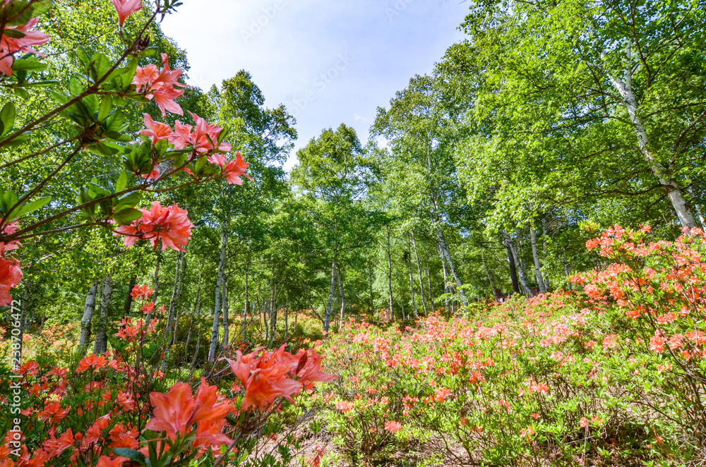 Fototapeta premium レンゲツツジ