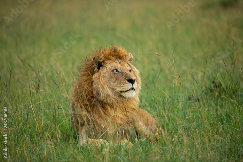 Fototapeta Naklejka Na Ścianę i Meble -  Famous one-eyed lion Ben from Maasai-Mara 