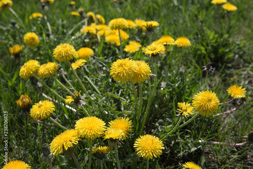 Yellow dandelions field