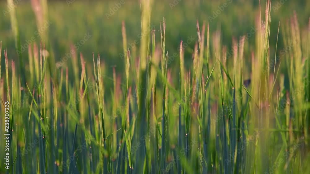 Sprouts of young wheat at sunset Sprouts of young wheat at sunset