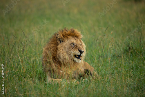 Fototapeta Naklejka Na Ścianę i Meble -  Famous one-eyed lion Ben from Maasai-Mara 