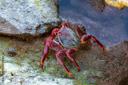 Moorish red legged crab (Grapsus adscensionis), a common crustacean of Gran Canaria, Canary Islands, Spain