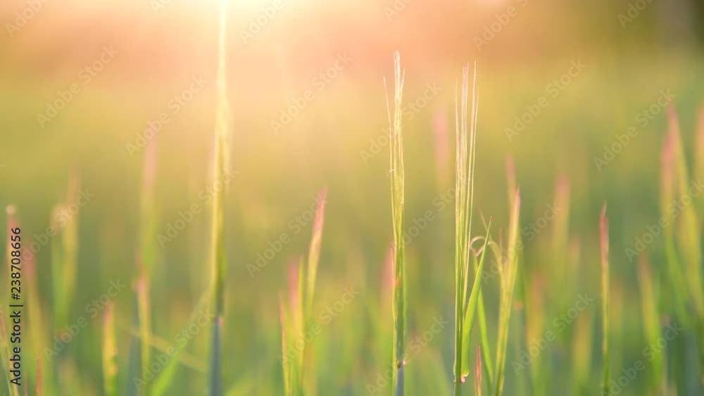Sprouts of young wheat at sunset Sprouts of young wheat at sunset