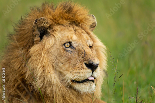 Fototapeta Naklejka Na Ścianę i Meble -  Famous one-eyed lion Ben from Maasai-Mara 