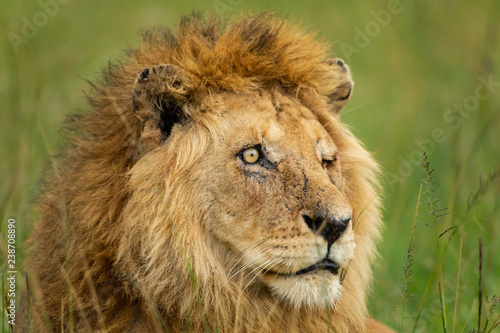 Fototapeta Naklejka Na Ścianę i Meble -  Famous one-eyed lion Ben from Maasai-Mara 