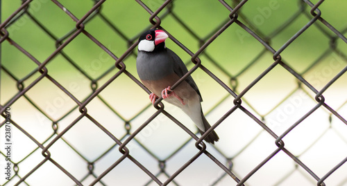 Java sparrow standing on steel mesh fence