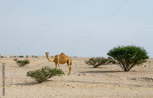 Camel in the Qatari desert © Paul