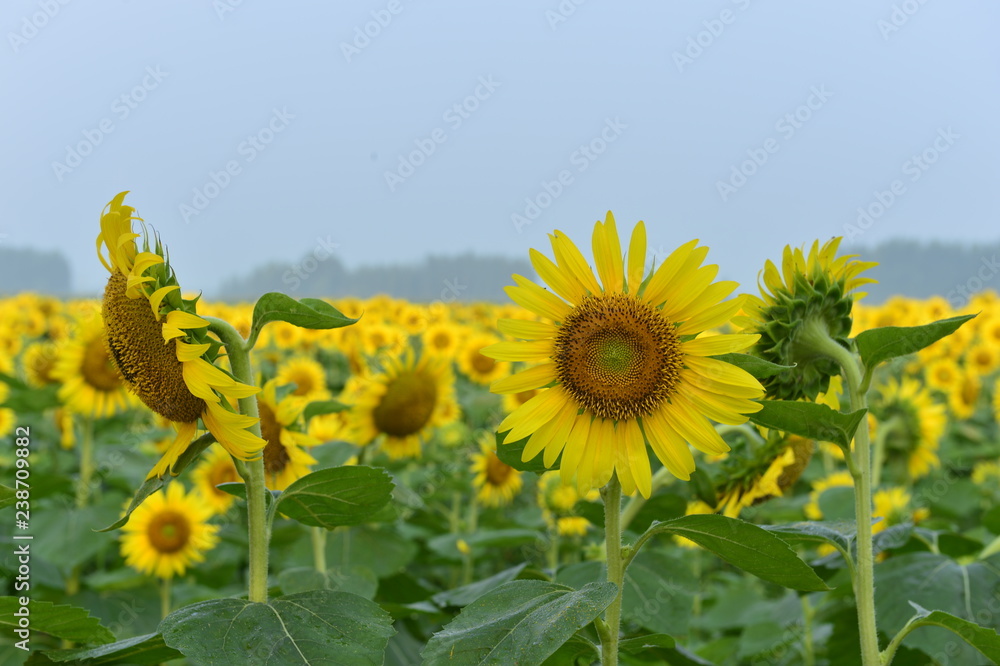 Fototapeta premium Sunflowers in the field