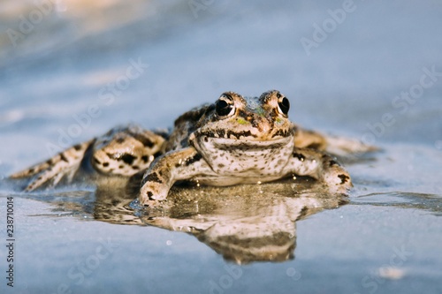 Little frog in nature on water adge photo