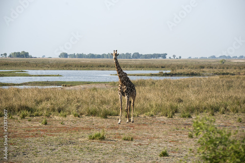 Fototapeta Naklejka Na Ścianę i Meble -  isolated giraffe in the savannah