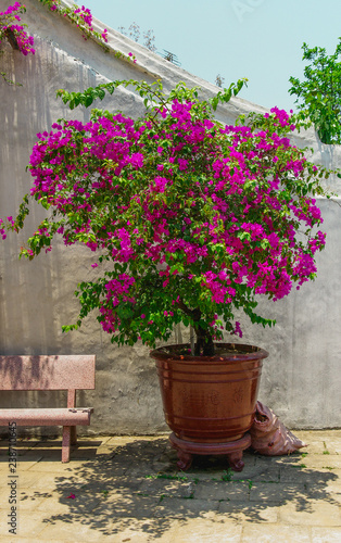 flowers in a pot