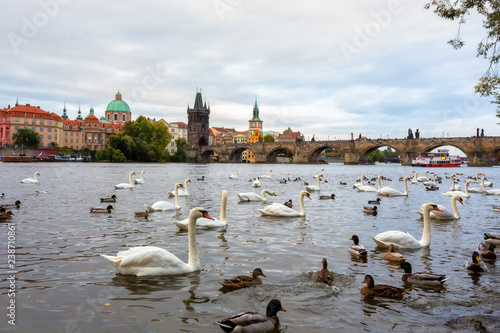 Prague of Charles Bridge in Prague with couple of swans in the foreground.