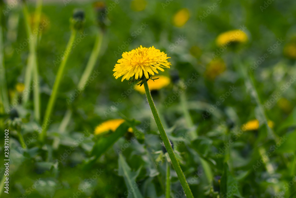 beautiful yellow dandelions in the natural environment beautiful yellow dandelions in the natural environment