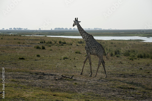 isolated giraffe in the savannah