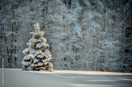 Snow covered spruce tree stands alone in a field against the relief of the snow covered branches of the forest