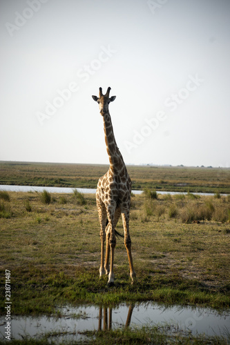 isolated giraffe in the savannah