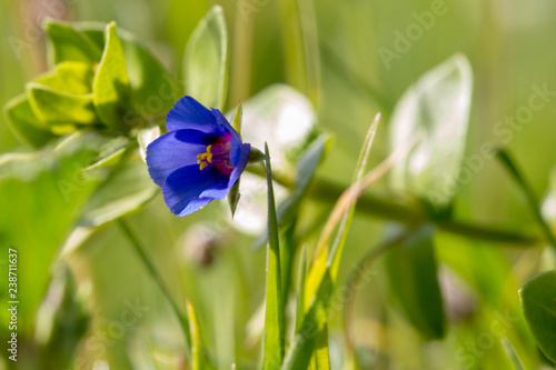 Anagallis arvensis photo