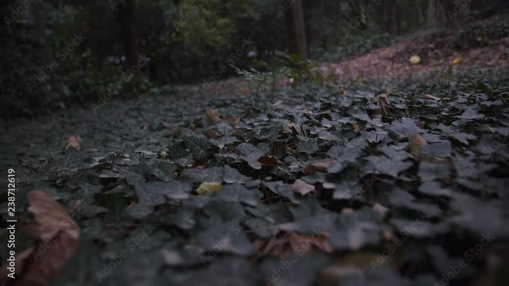 the green ivy carpet in the forest the green ivy carpet in the forest