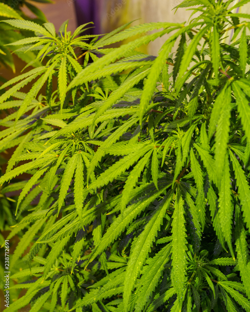 Fototapeta premium Medical cannabis plant in greenhouse. Marijuana flowering buds, hemp plant. Very large indoor weed harvest.