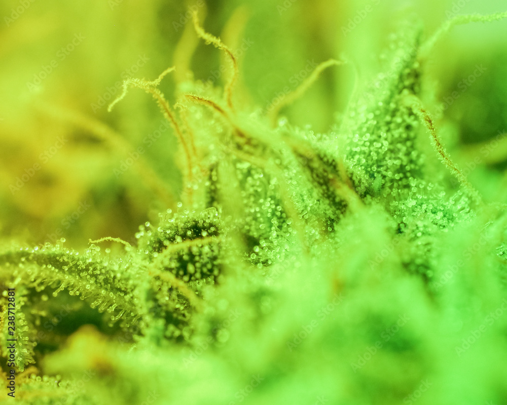 Close-up Marijuana Bud. Macro of trichomes on female cannabis indica plant leaf. Cannabis flower seen under a microscope. tetracanabinol contained in trichomes of marijuana. Close-up Marijuana Bud. Macro of trichomes on female cannabis indica plant leaf. Cannabis flower seen under a microscope. tetracanabinol contained in trichomes of marijuana.