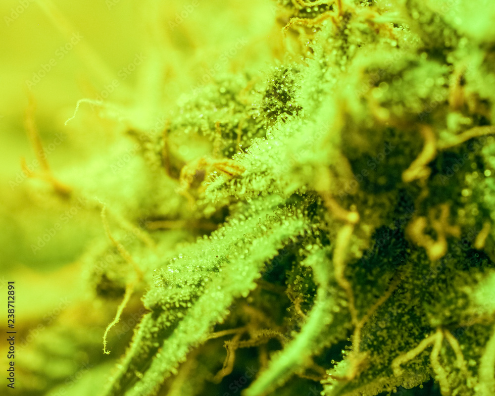 Fototapeta premium Close-up Marijuana Bud. Macro of trichomes on female cannabis indica plant leaf. Cannabis flower seen under a microscope. tetracanabinol contained in trichomes of marijuana.
